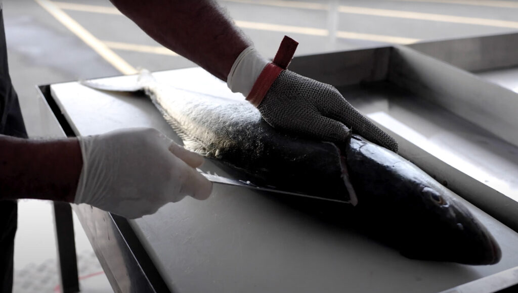 How To Fillet A Kingfish